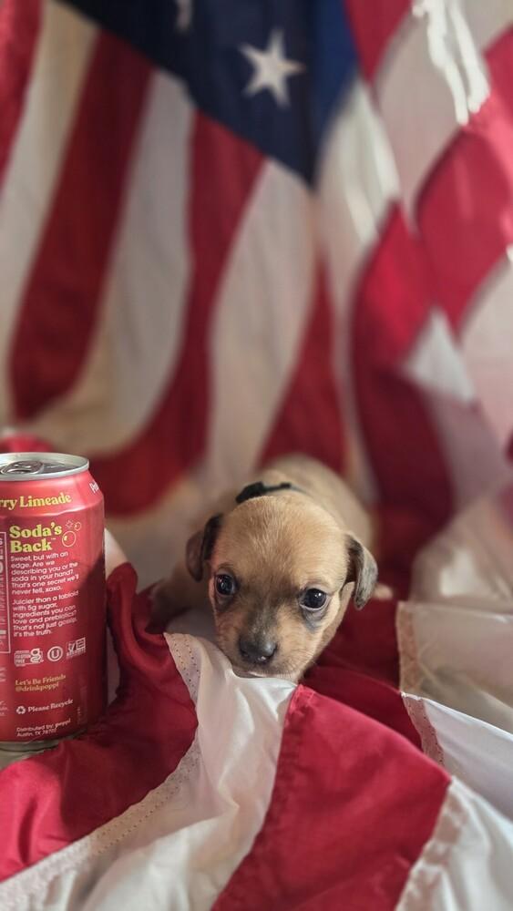 Enlarge Benjamin Franklin, a Adoptable mixed breed in Spokane, WA image 2/4
