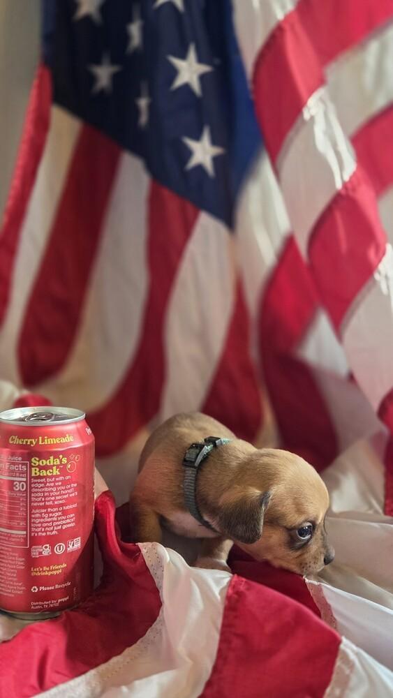 Enlarge Benjamin Franklin, a Adoptable mixed breed in Spokane, WA image 3/4