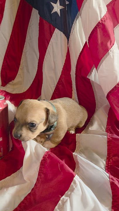Enlarge Benjamin Franklin, a Adoptable mixed breed in Spokane, WA video 4/4
