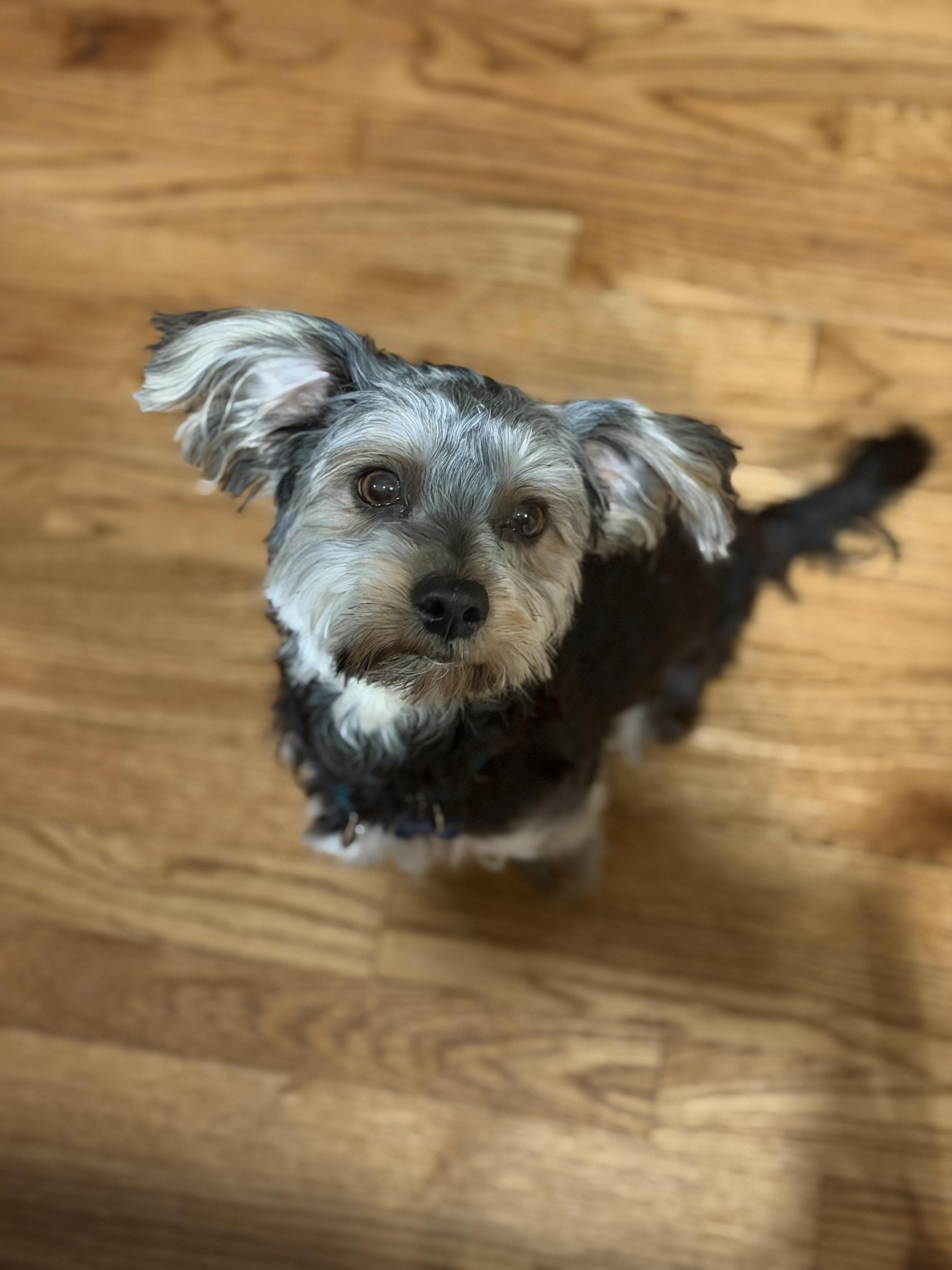 Enlarge Kirby, an adopted mixed breed in Mahwah, NJ image 5/6