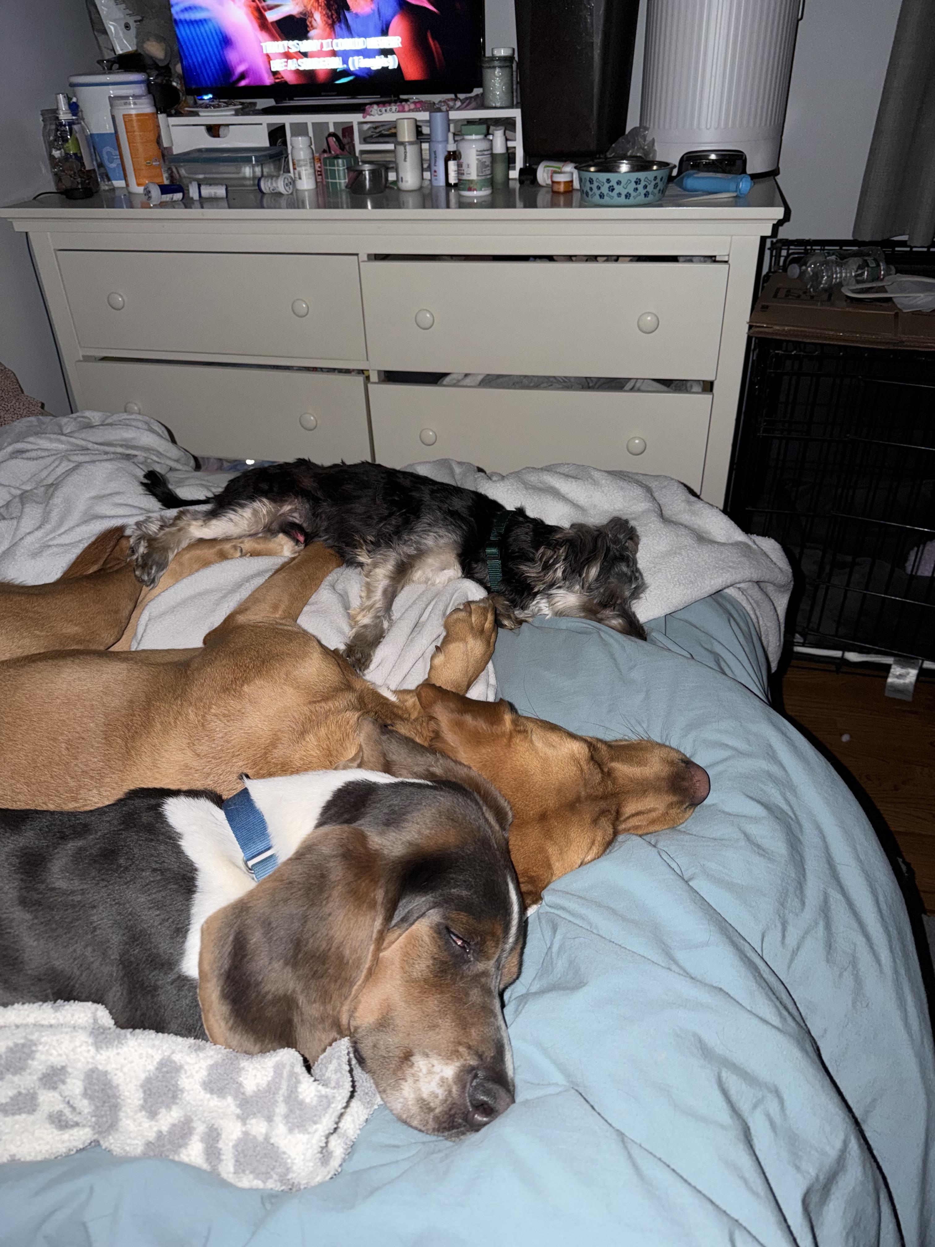 Enlarge Kirby, an adopted mixed breed in Mahwah, NJ image 3/6