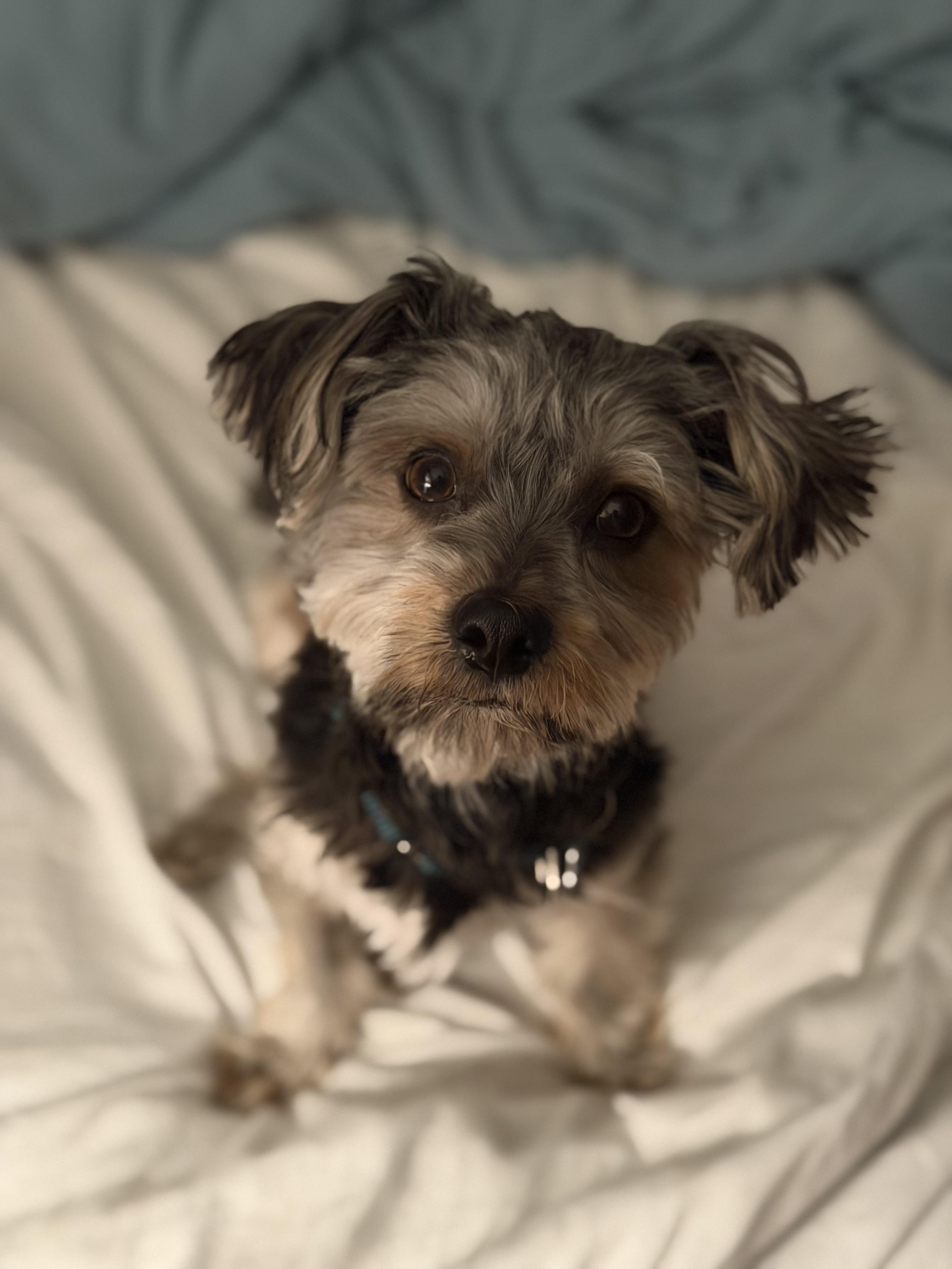 Enlarge Kirby, an adopted mixed breed in Mahwah, NJ image 4/6