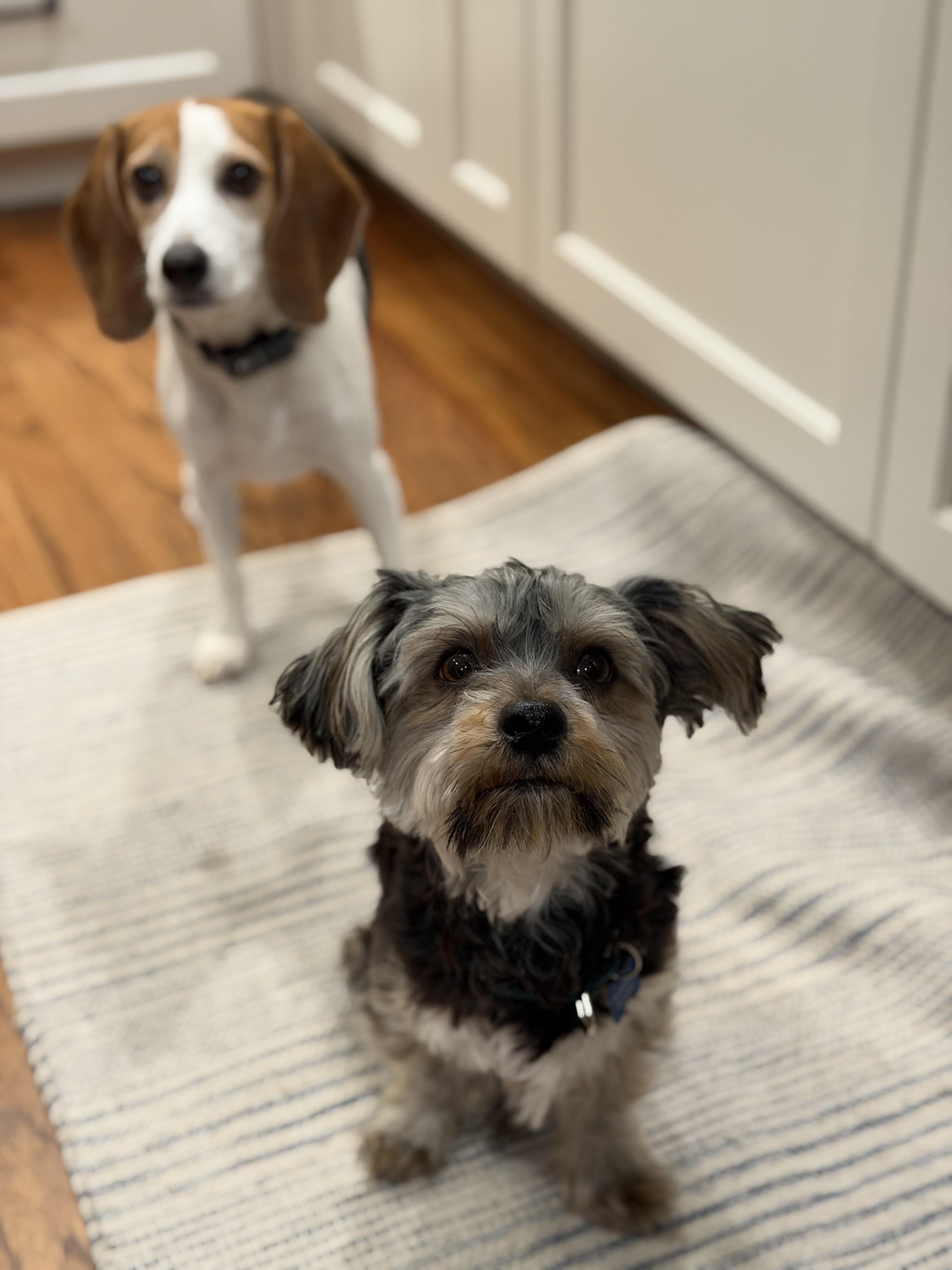 Enlarge Kirby, an adopted mixed breed in Mahwah, NJ image 2/6