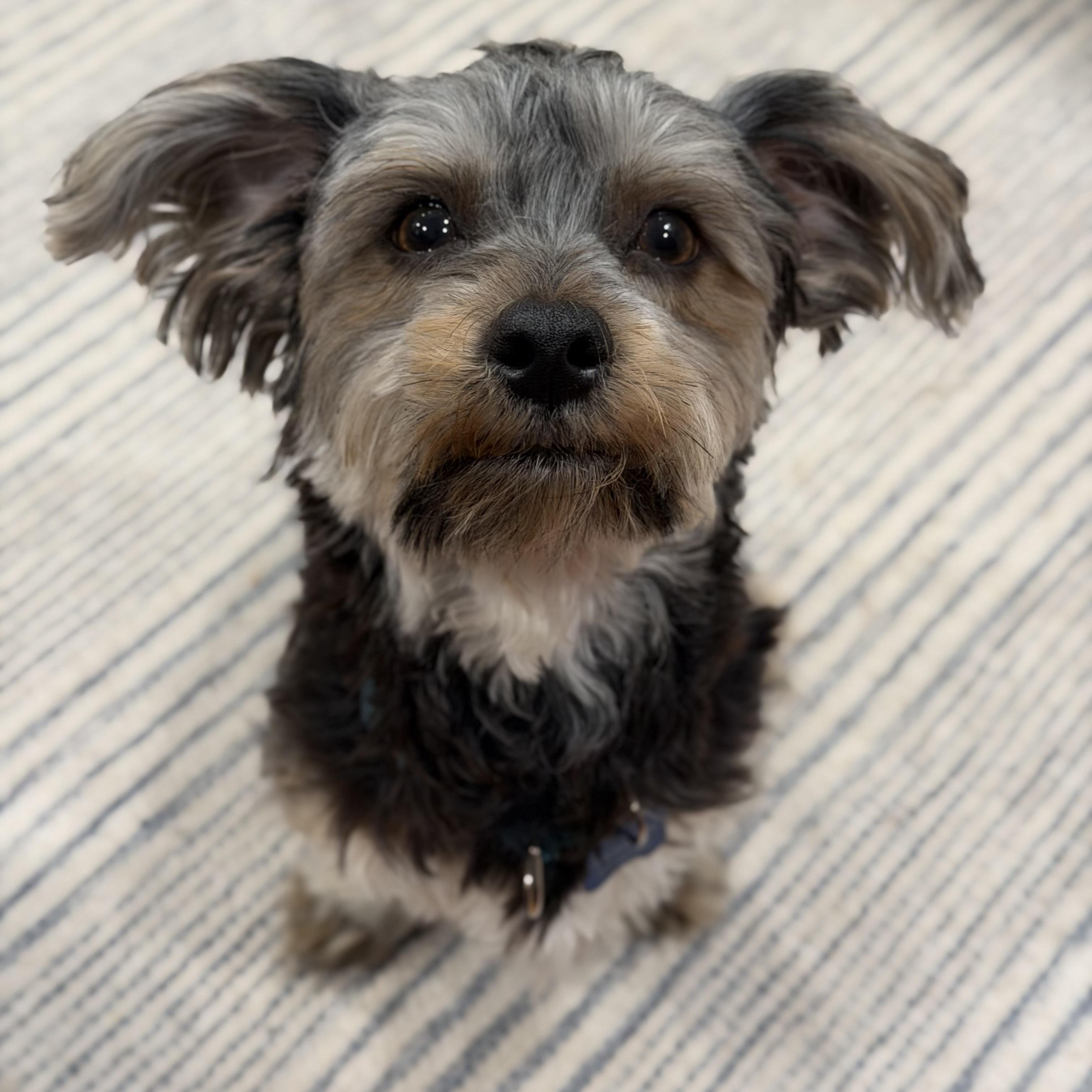 Enlarge Kirby, an adopted mixed breed in Mahwah, NJ image 1/6