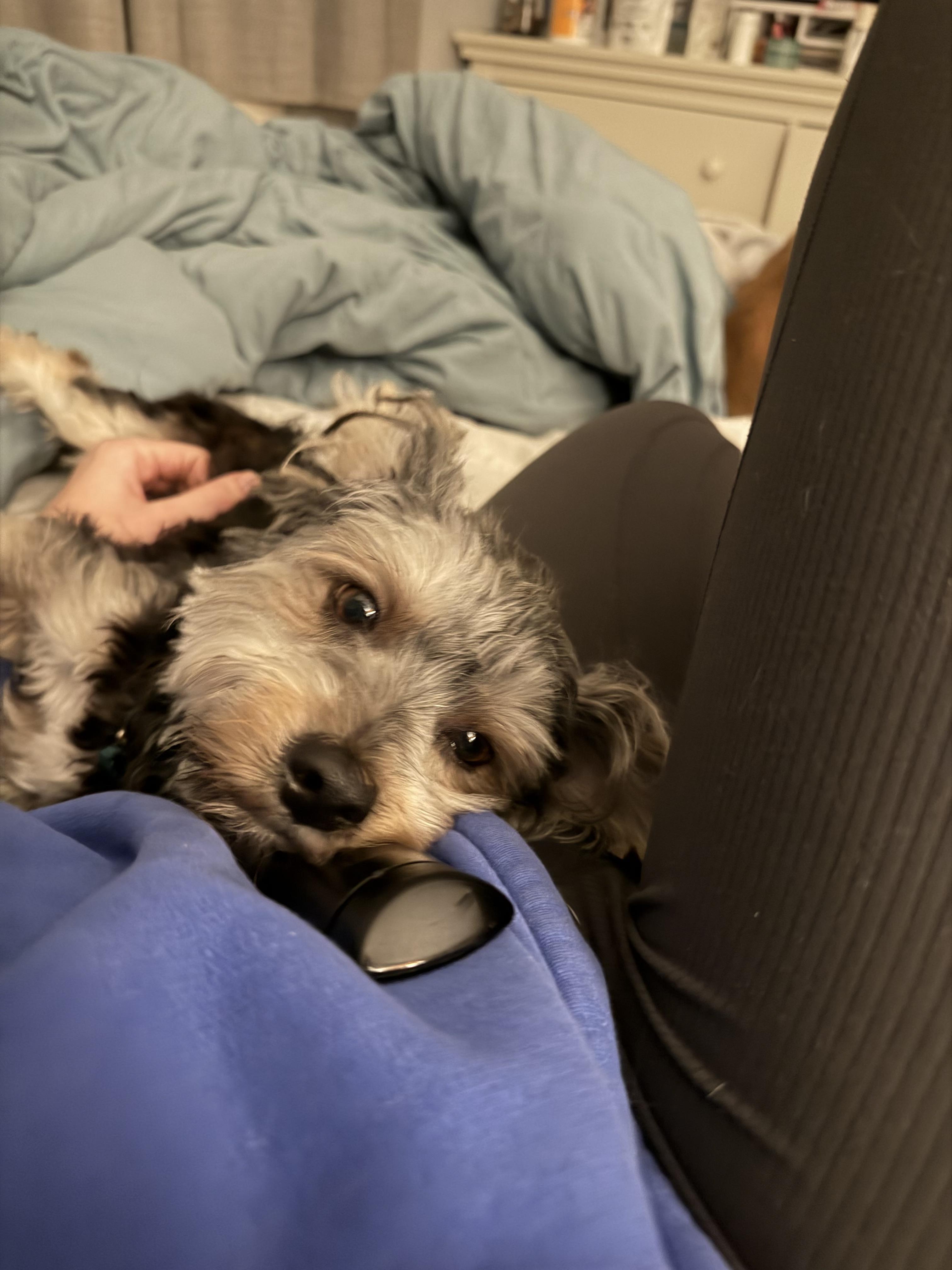 Enlarge Kirby, an adopted mixed breed in Mahwah, NJ image 6/6