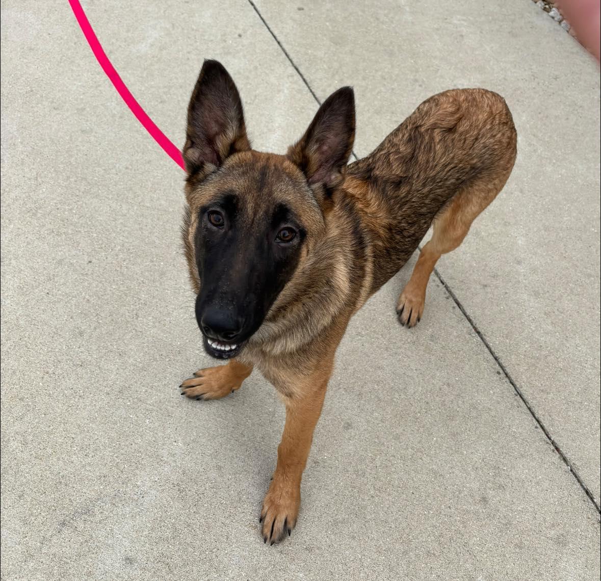 Miley, Adoptable, Puppy Female German Shepherd Dog & Belgian Shepherd / Malinois.