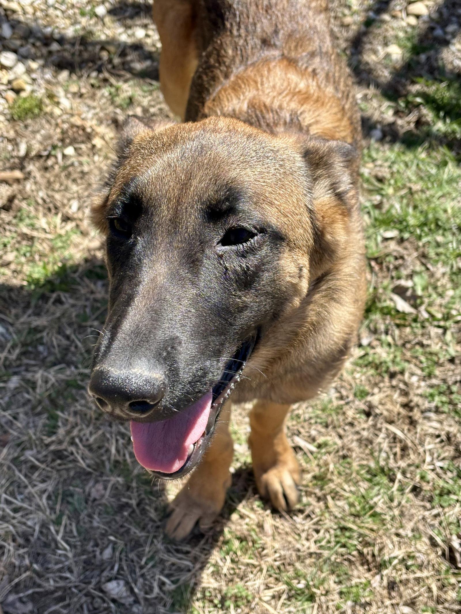 Enlarge Miley, a Adoptable mixed breed in Mattoon, IL image 2/3