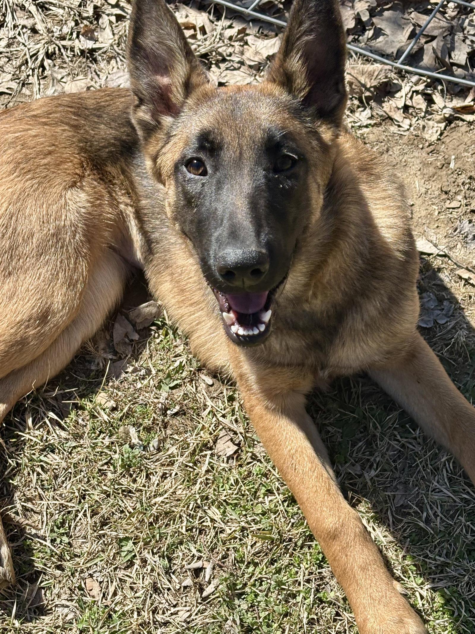 Enlarge Miley, a Adoptable mixed breed in Mattoon, IL image 3/3