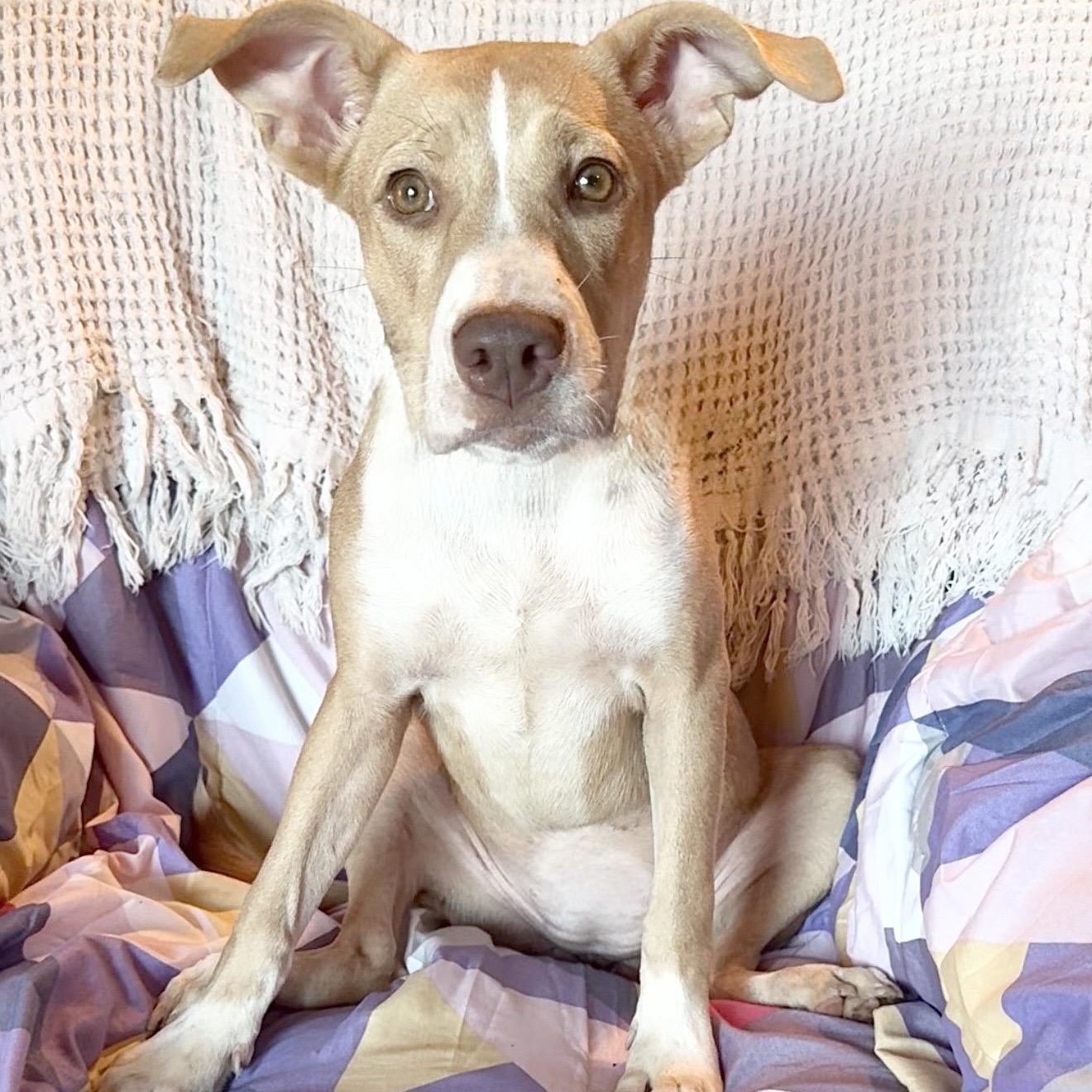 Enlarge Amazing Jujubee, a Adoptable mixed breed in West Hartford , CT image 3/6