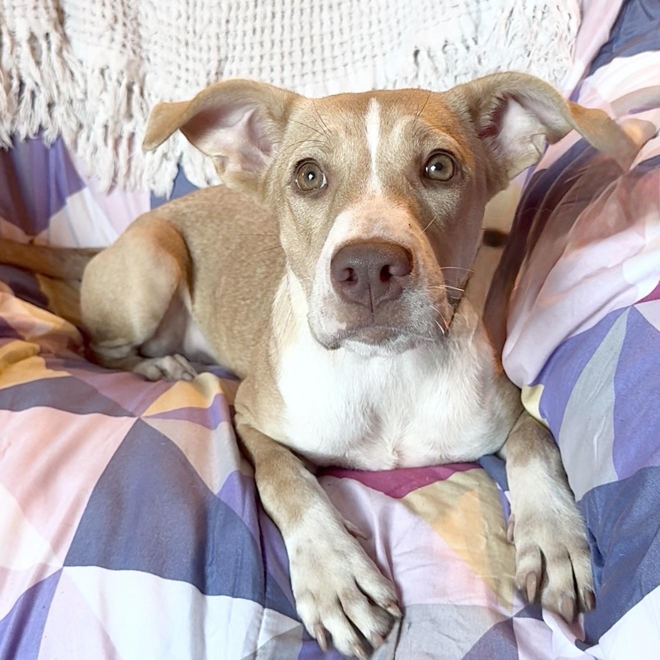 Amazing Jujubee, Adoptable, Puppy Female Pit Bull Terrier & Labrador Retriever.