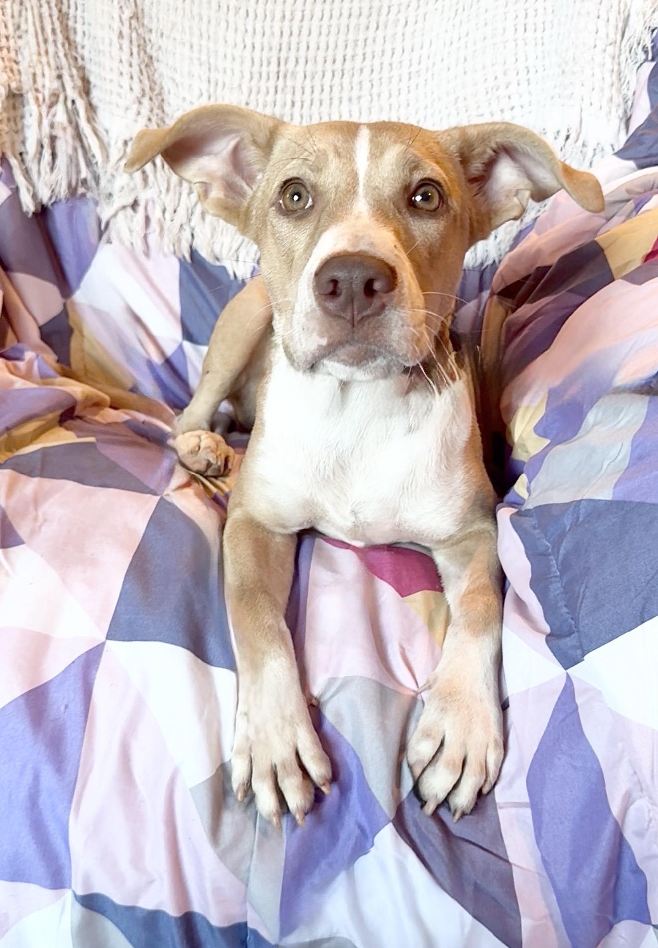 Enlarge Amazing Jujubee, a Adoptable mixed breed in West Hartford , CT image 5/6