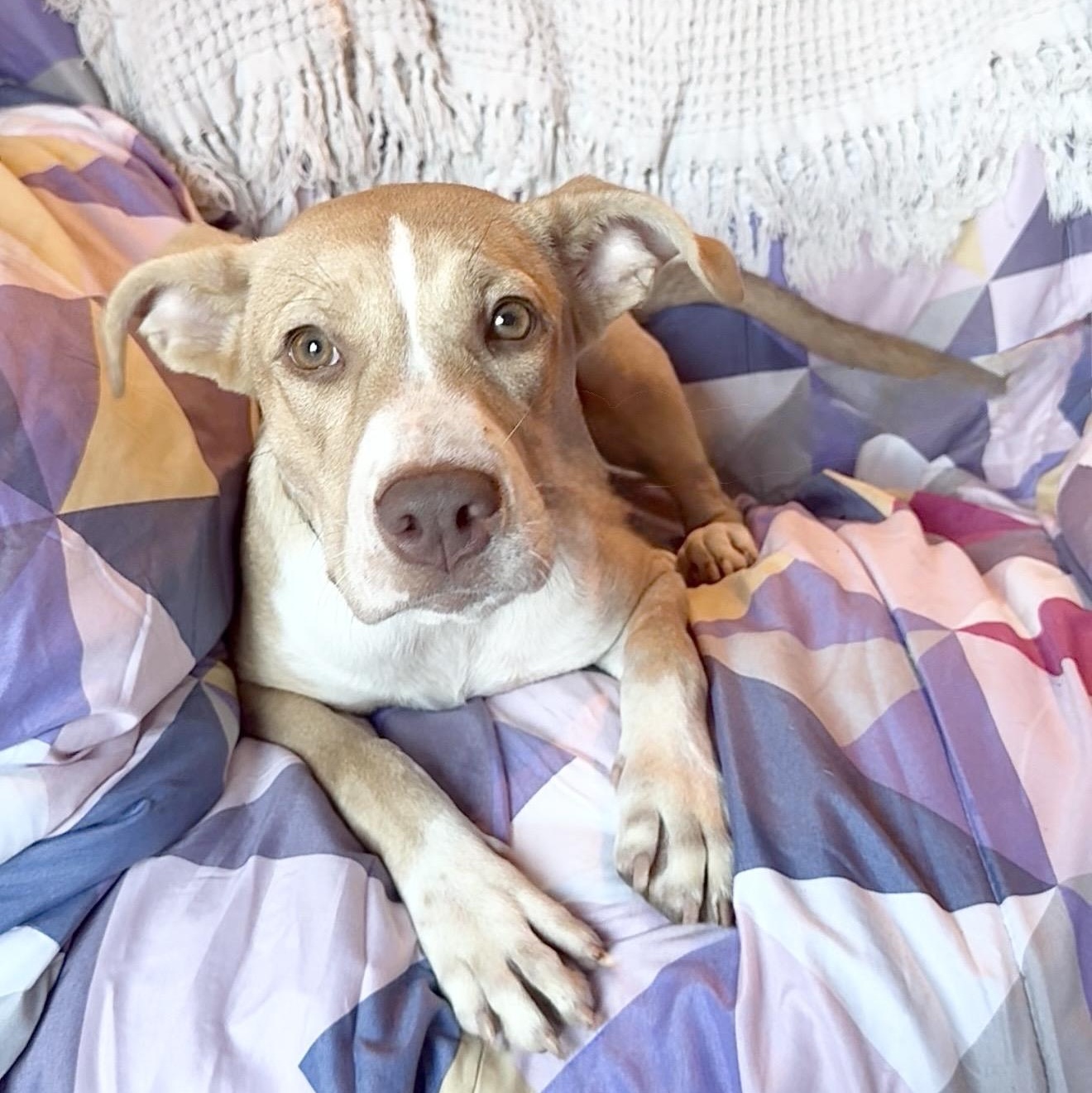 Enlarge Amazing Jujubee, a Adoptable mixed breed in West Hartford , CT image 4/6