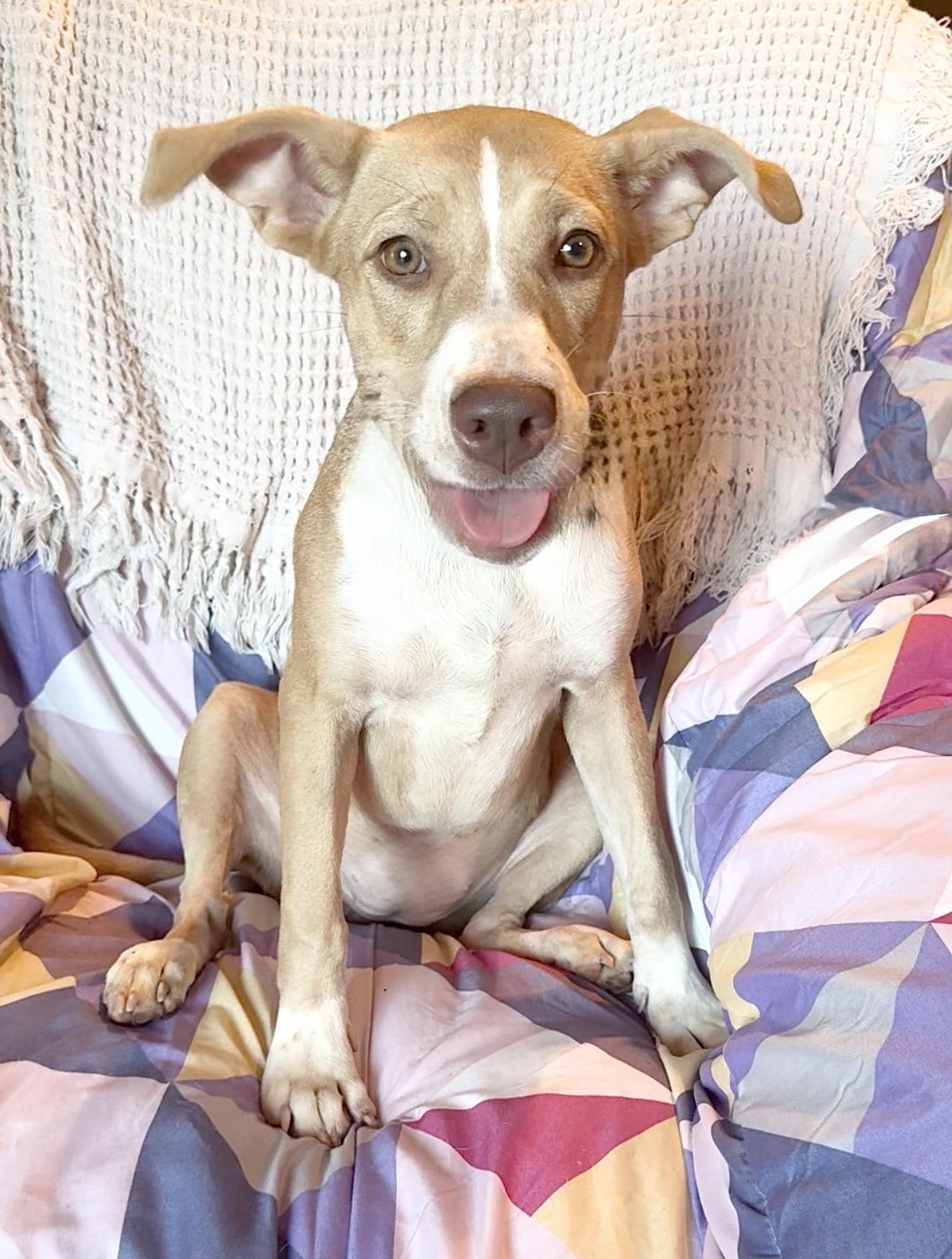 Enlarge Amazing Jujubee, a Adoptable mixed breed in West Hartford , CT image 6/6