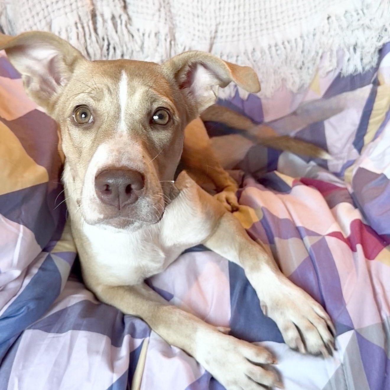 Enlarge Amazing Jujubee, a Adoptable mixed breed in West Hartford , CT image 2/6