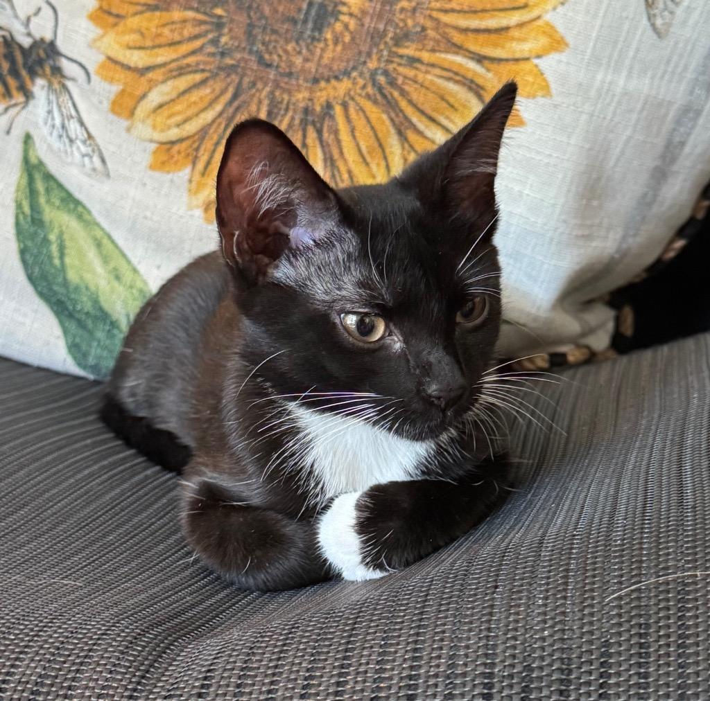 Enoki, Adoptable, Young Female Domestic Short Hair.