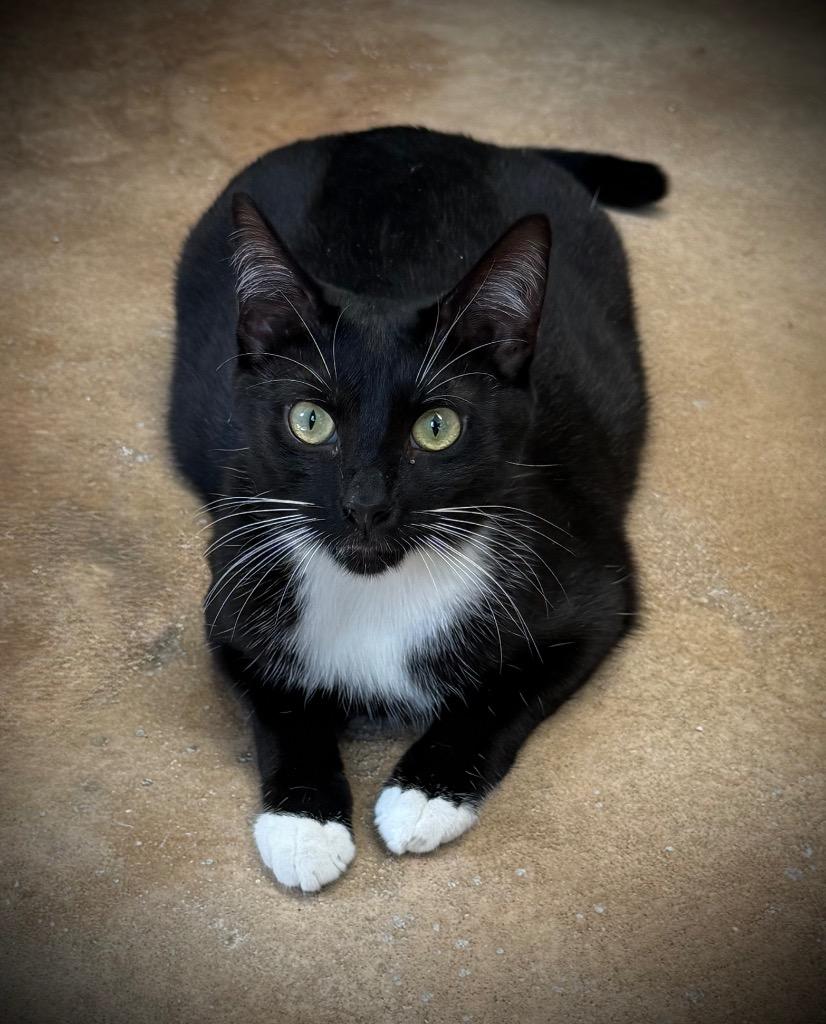 Enoki, Adoptable, Young Female Domestic Short Hair.