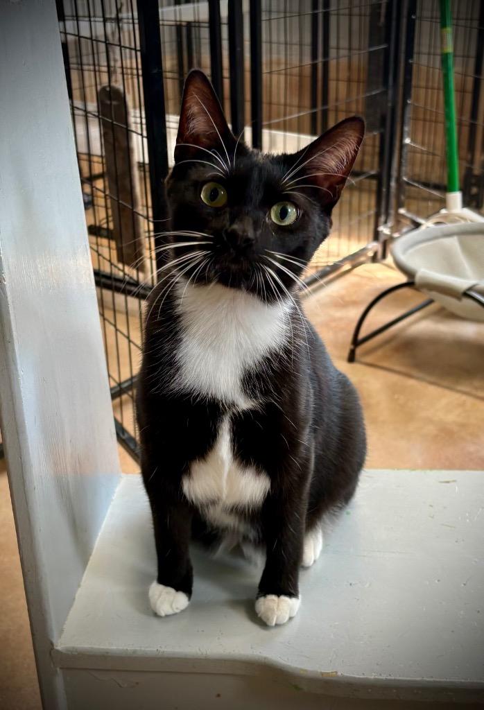 Enlarge Enoki, a Adoptable mixed breed in Hampton, VA image 2/3