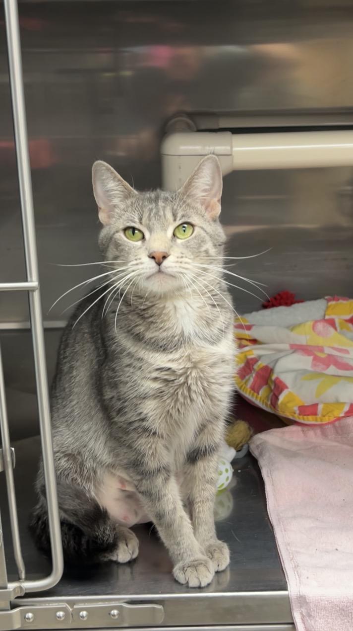 Klein, Adoptable, Young Female Domestic Short Hair.