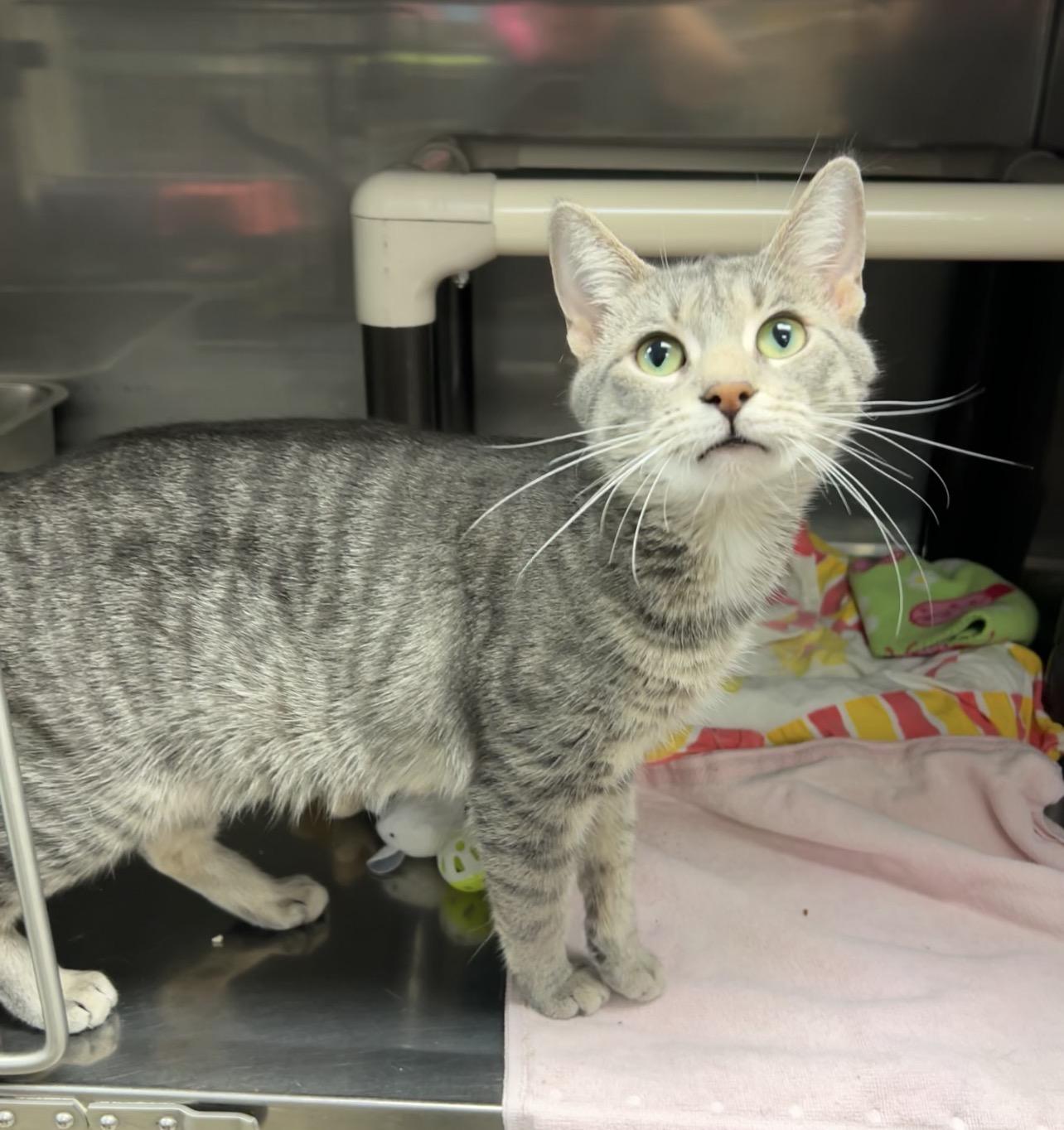 Klein, a Adoptable Domestic Short Hair in Montville, NJ image 2/3