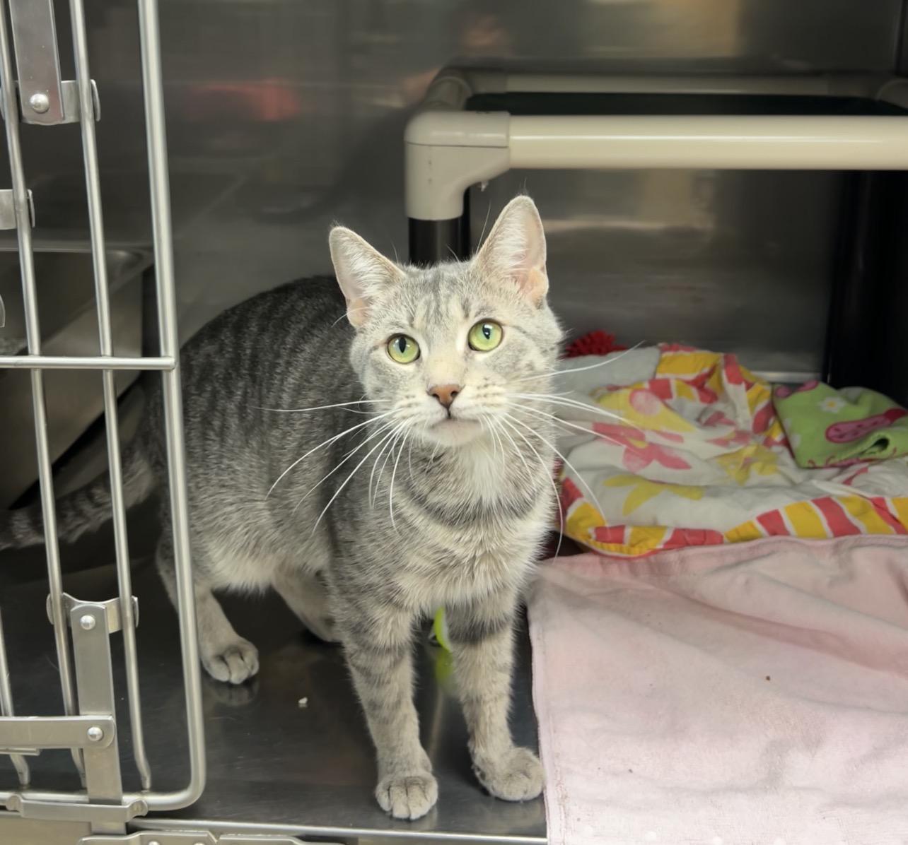 Klein, a Adoptable Domestic Short Hair in Montville, NJ image 3/3