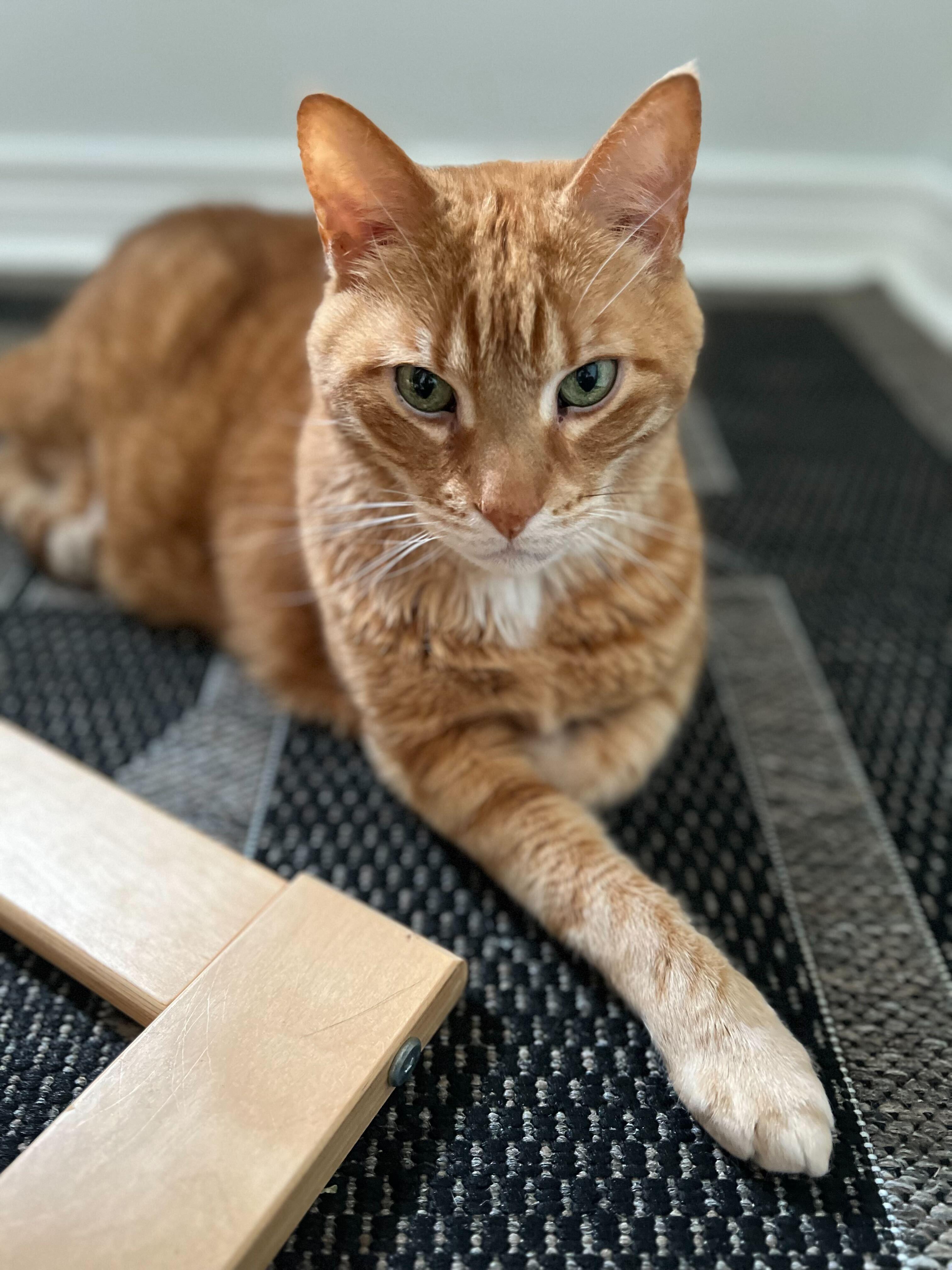 Ben Catfleck & Catt Damon, Adoptable, Senior Male Domestic Short Hair.