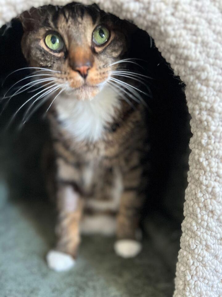 Ben Catfleck & Catt Damon — thumbnail 2