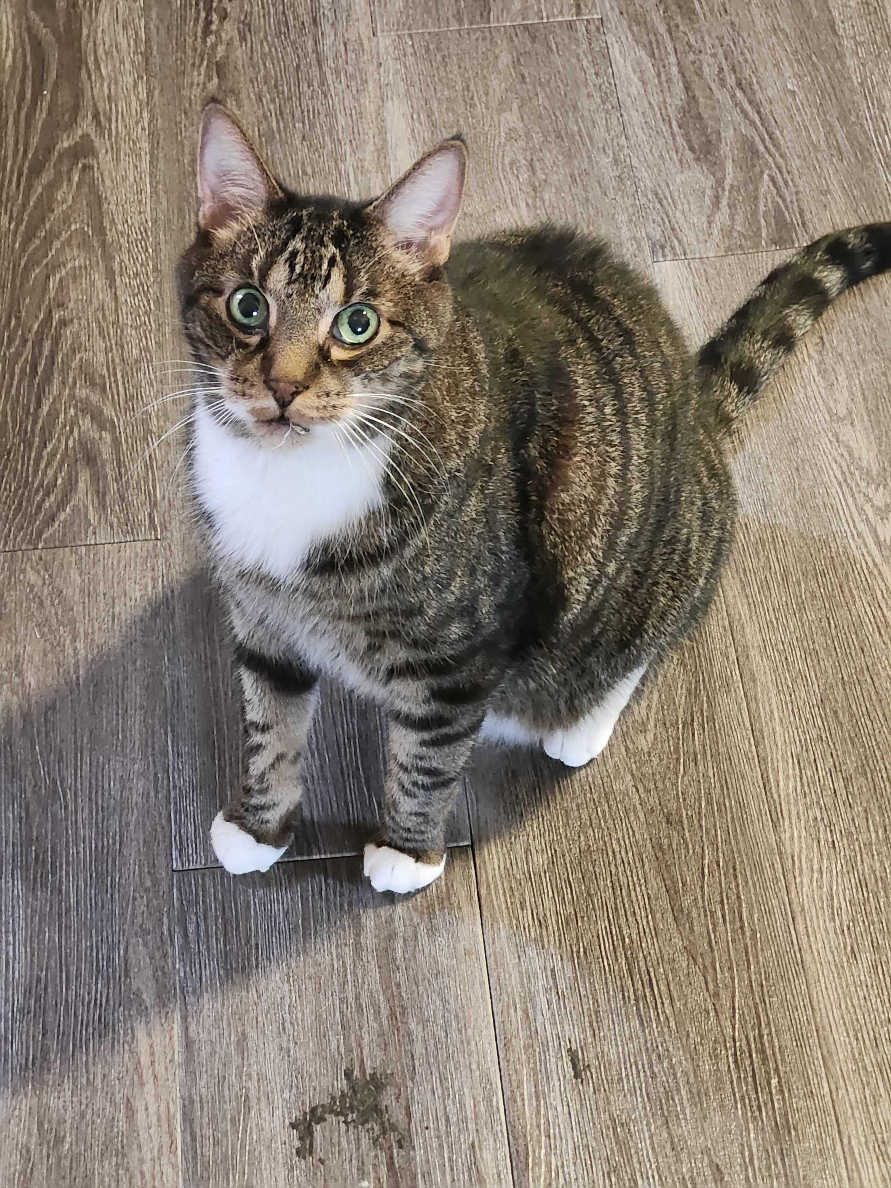 Ben Catfleck & Catt Damon — thumbnail 3