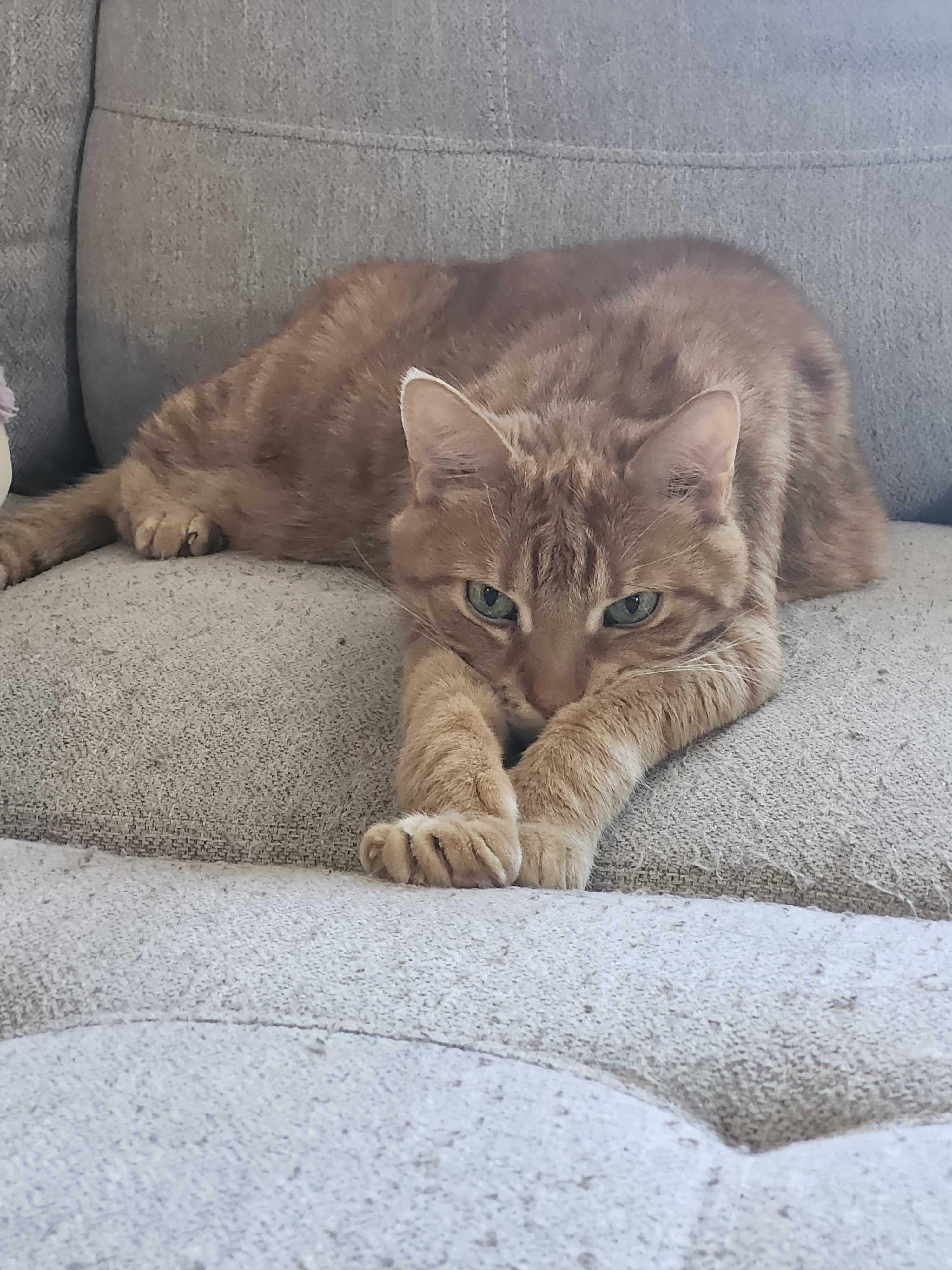 Ben Catfleck & Catt Damon, a Adoptable Domestic Short Hair in Toronto, ON image 4/6