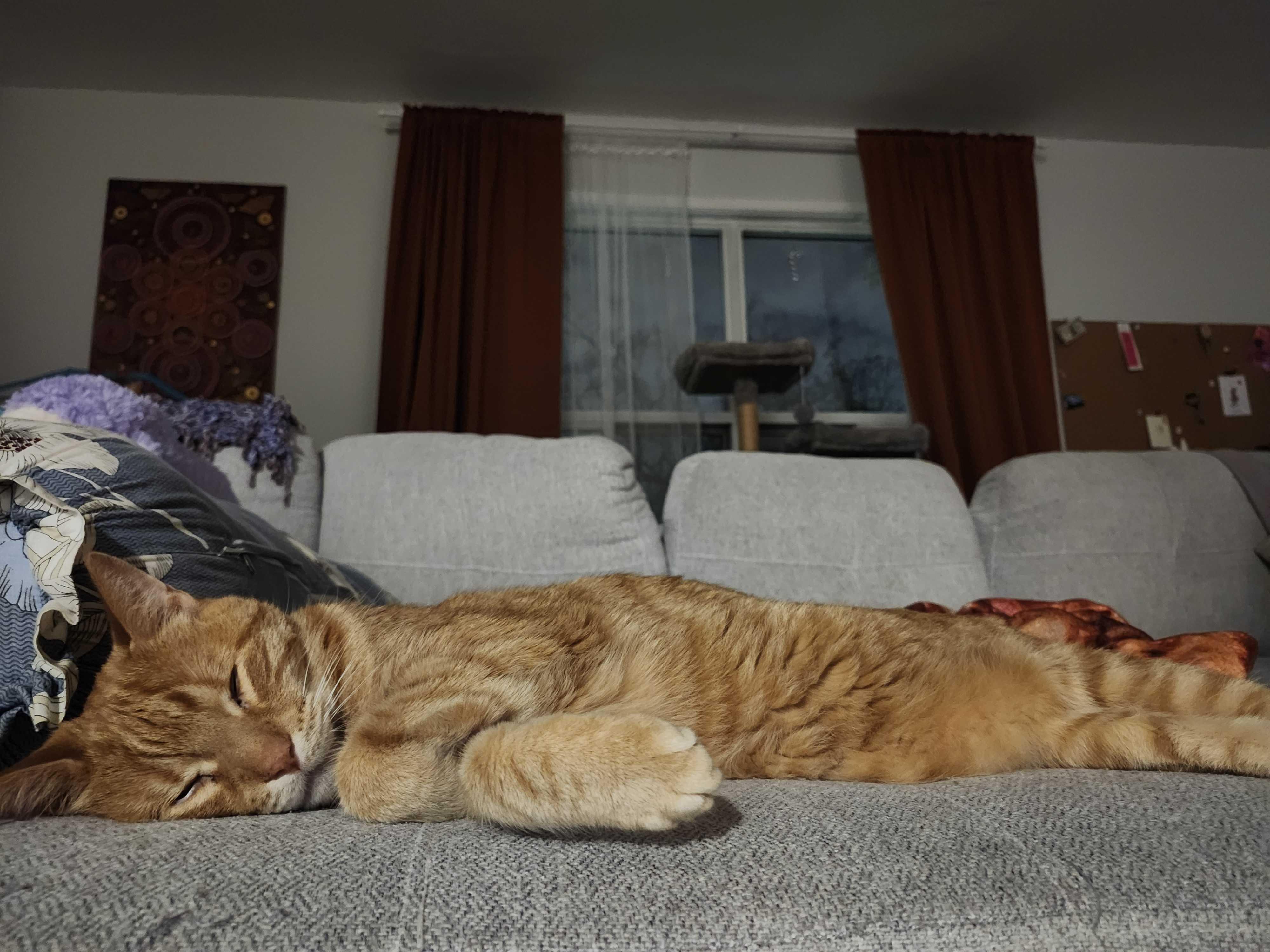 Ben Catfleck & Catt Damon, a Adoptable Domestic Short Hair in Toronto, ON image 5/6