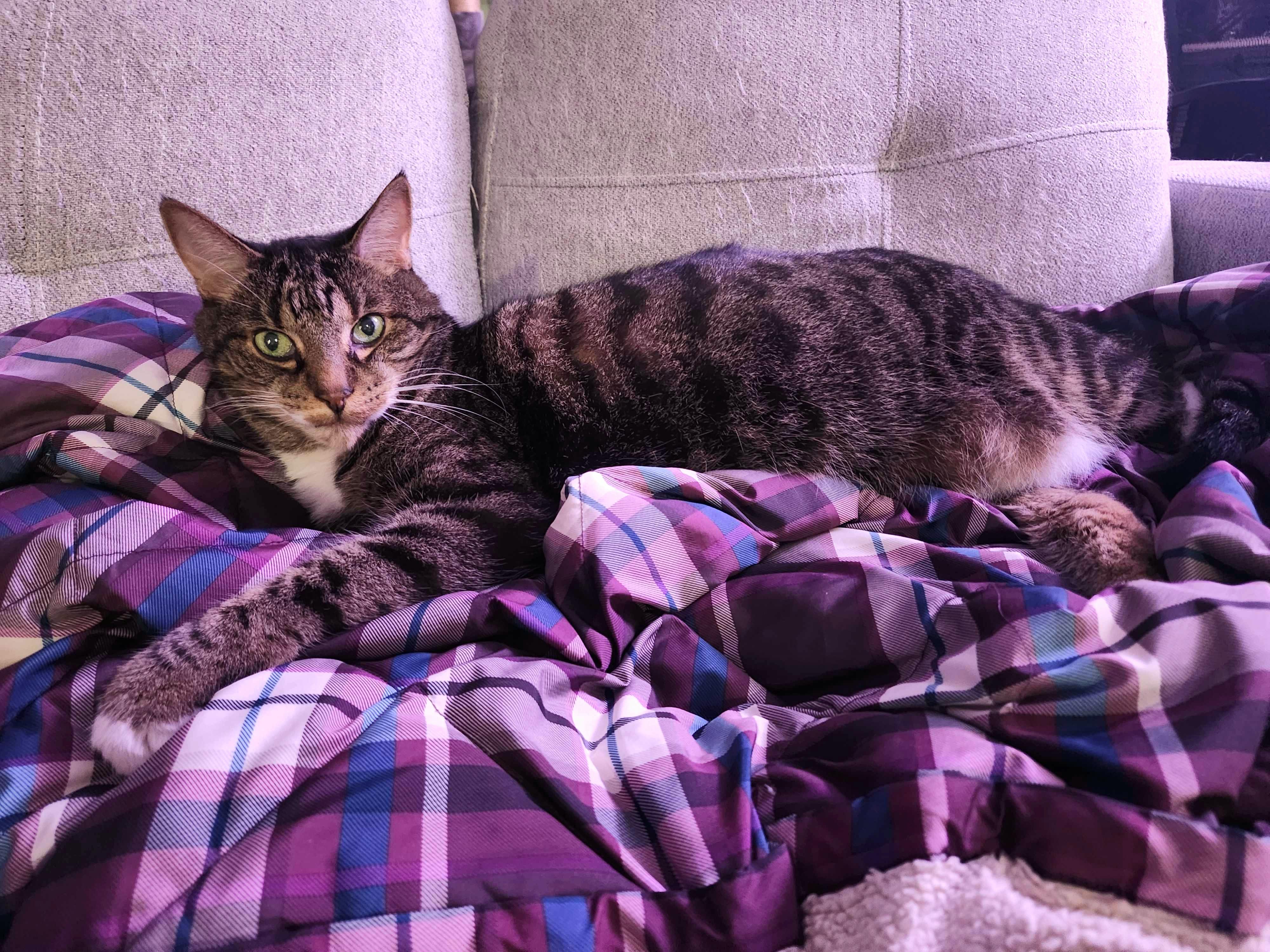 Ben Catfleck & Catt Damon — thumbnail 6