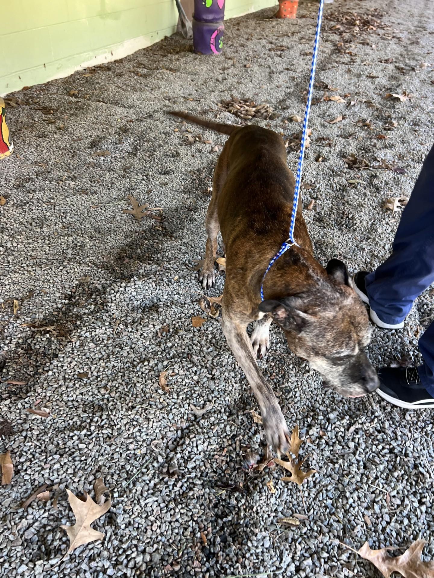 Granny113609B (Reclaimed), a ADOPTABLE mixed breed in Rocky Mount, NC image 1/2