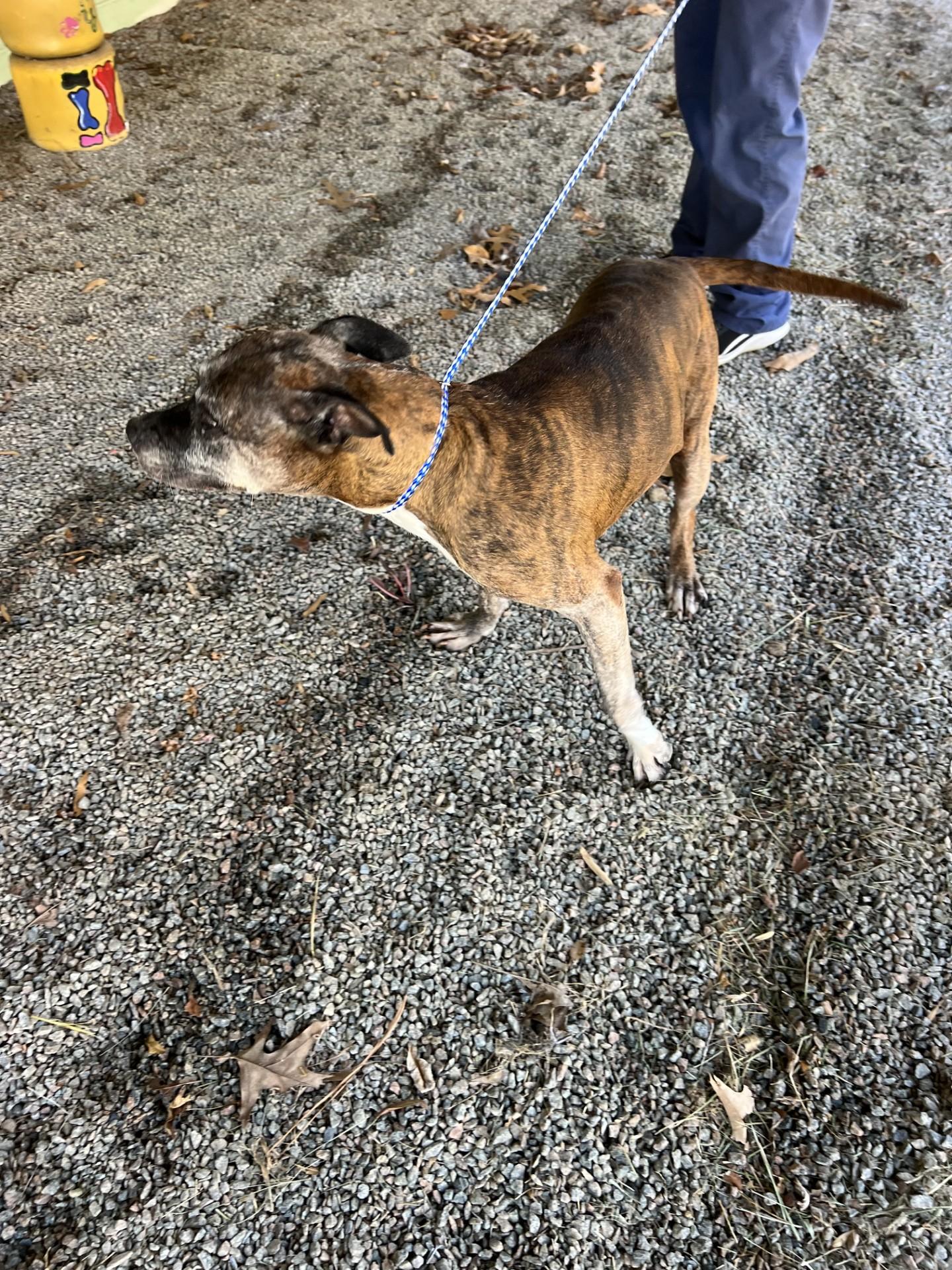 Granny113609B (Reclaimed), a ADOPTABLE mixed breed in Rocky Mount, NC image 2/2