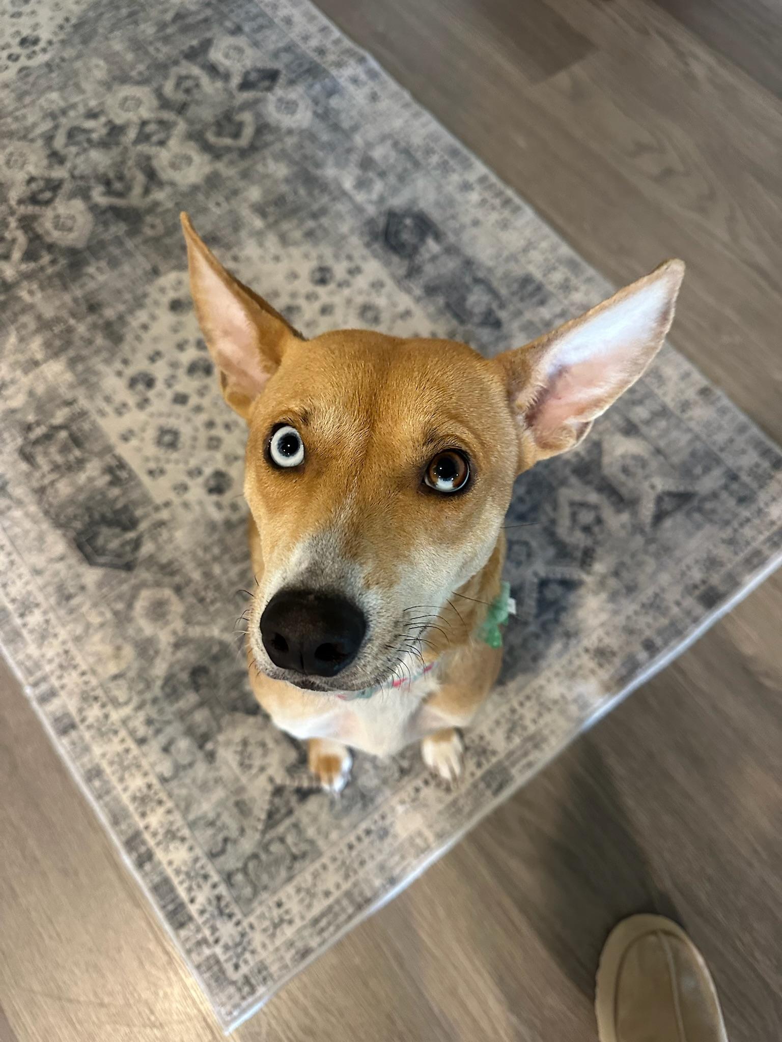 Sapphire, adopted, Young Female Cattle Dog & Chihuahua.