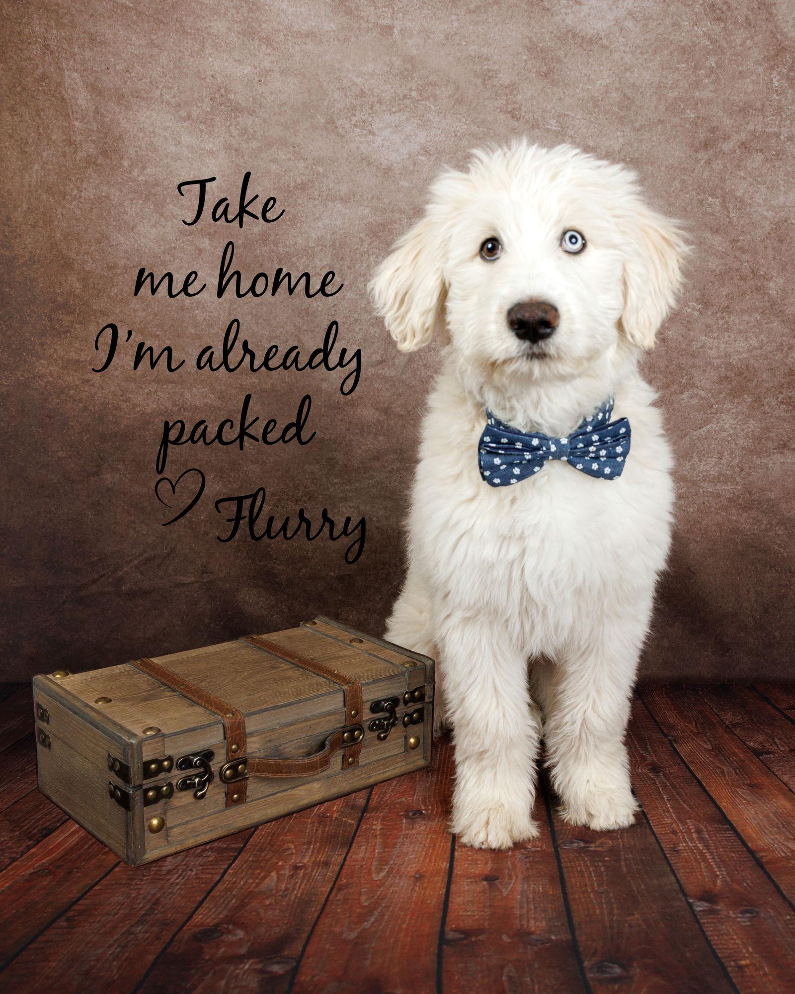 Flurry, Adoptable, Puppy Male Great Pyrenees & Australian Cattle Dog / Blue Heeler.