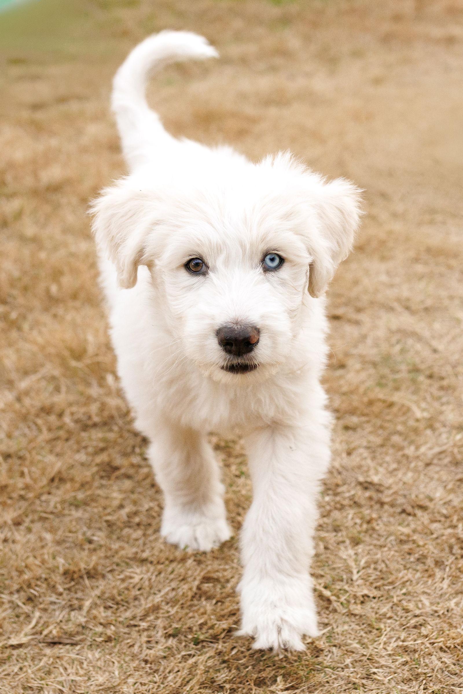 Flurry, Adoptable, Puppy Male Great Pyrenees & Australian Cattle Dog / Blue Heeler.