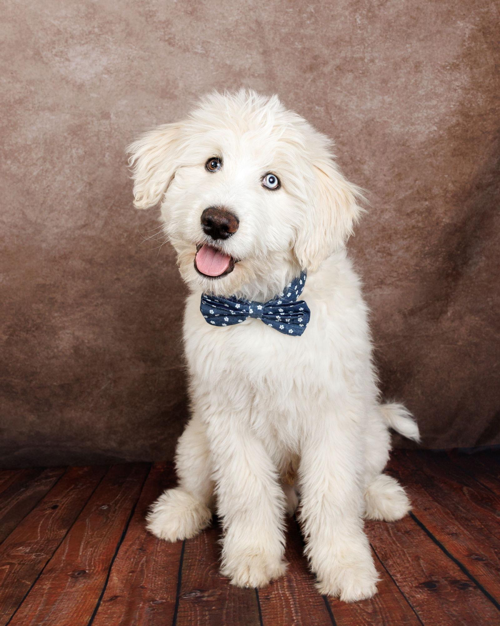 Enlarge Flurry, a Adoptable mixed breed in McKinney, TX image 3/3