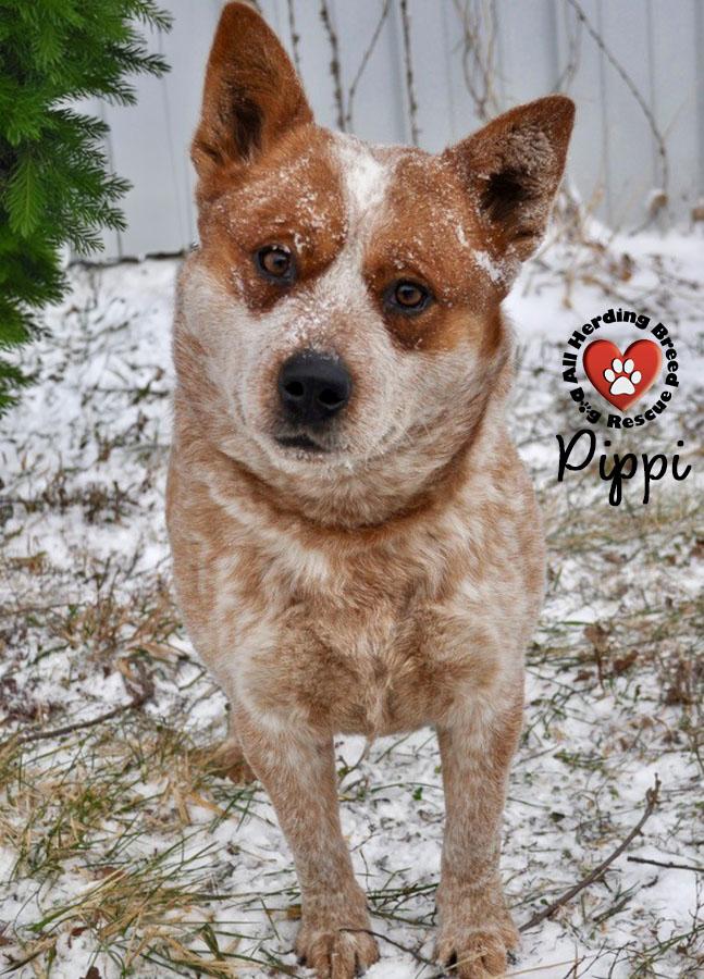 Enlarge Pippin , a ADOPTABLE Cattle Dog in Joliet, IL image 1/4