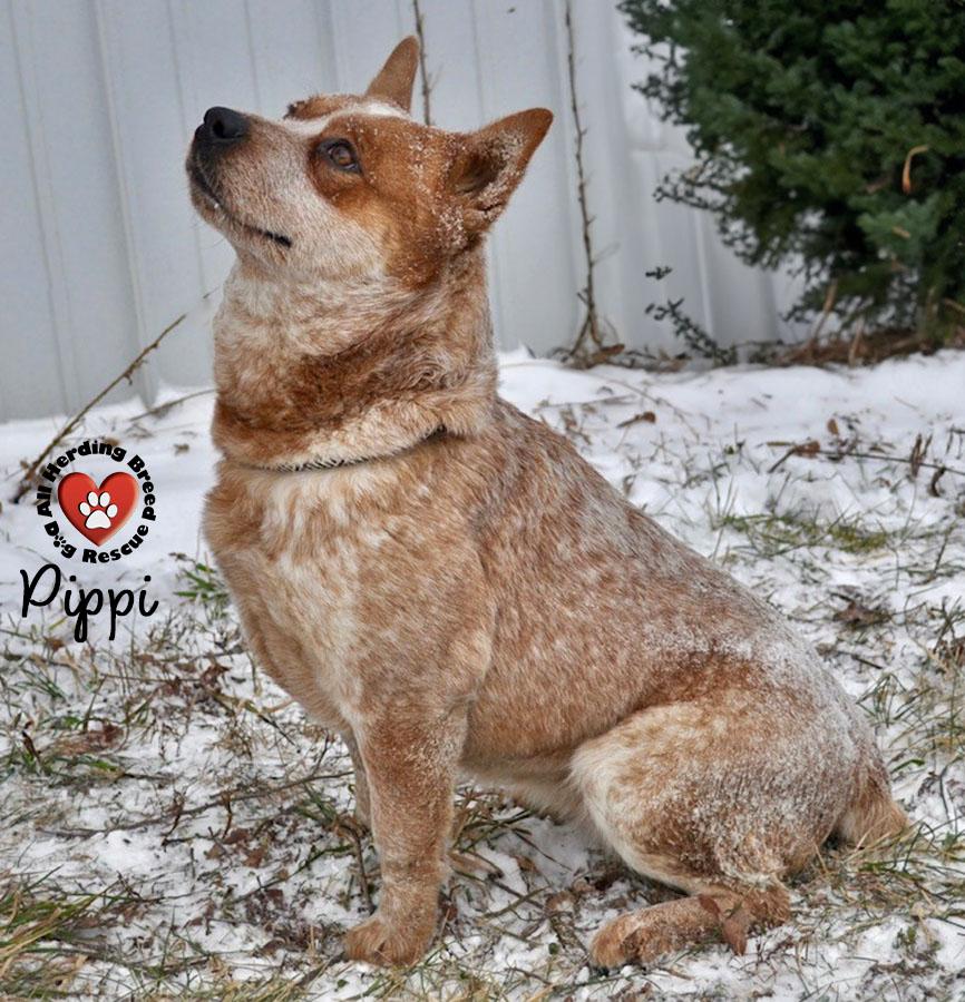 Enlarge Pippin , a ADOPTABLE Cattle Dog in Joliet, IL image 4/4