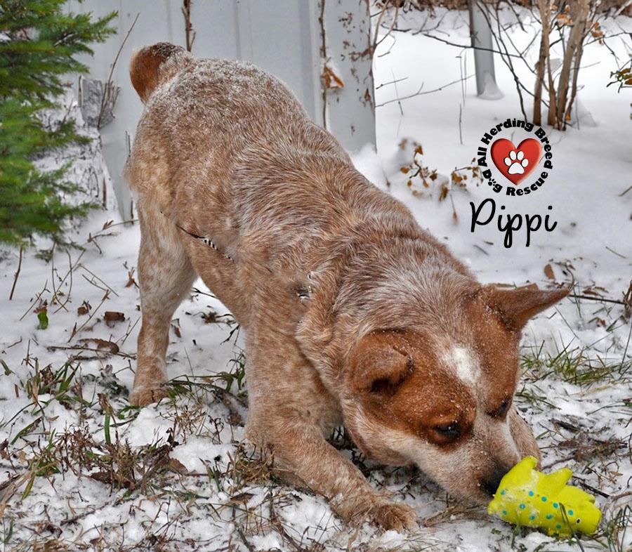 Enlarge Pippin , a ADOPTABLE Cattle Dog in Joliet, IL image 3/4
