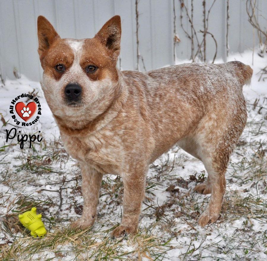 Enlarge Pippin , a ADOPTABLE Cattle Dog in Joliet, IL image 2/4