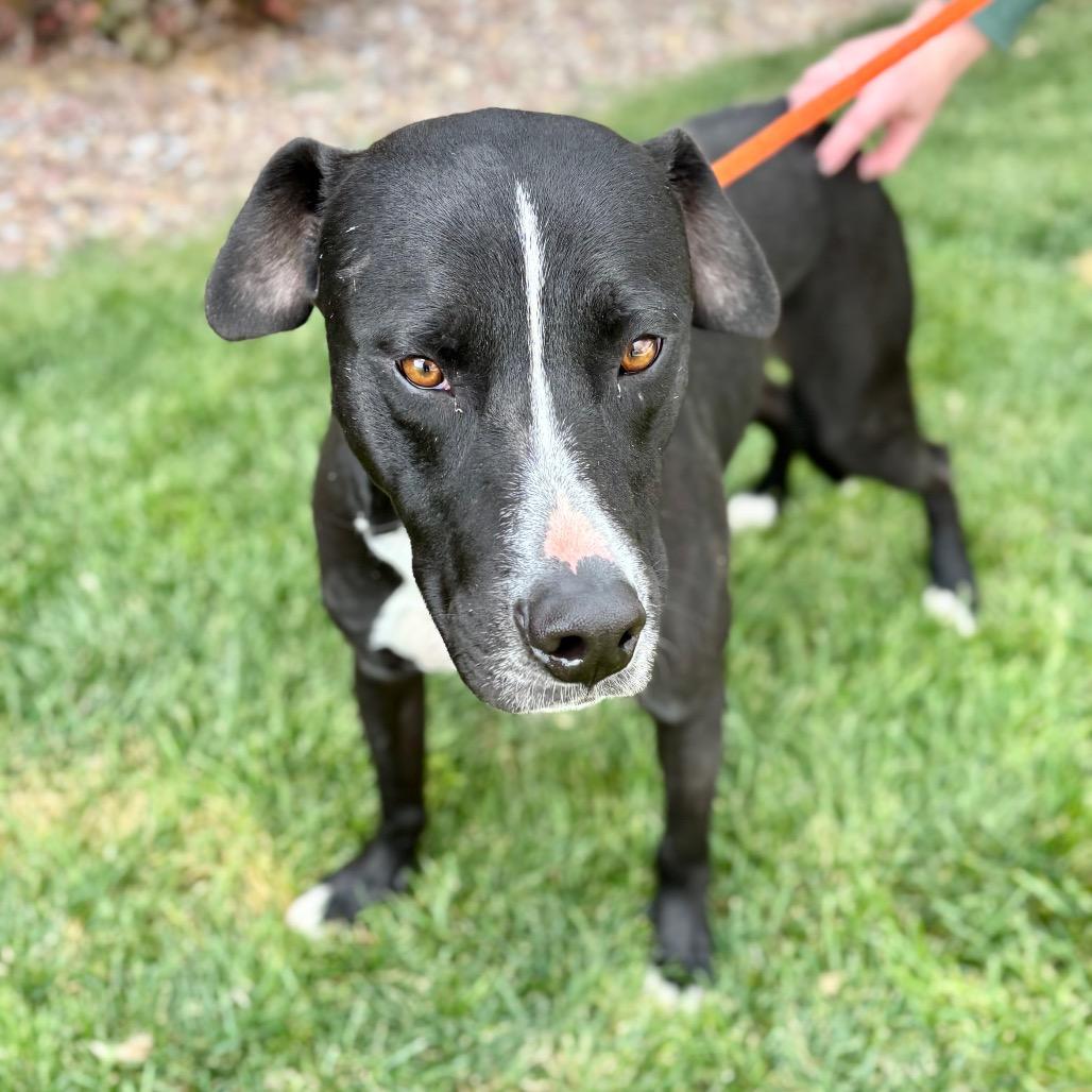 Enlarge Sanders, a Adoptable mixed breed in Great Falls, MT image 3/3