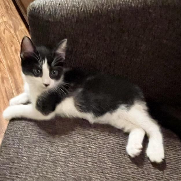 Evania, a Adoptable Domestic Short Hair in Fayetteville, GA image 1/3