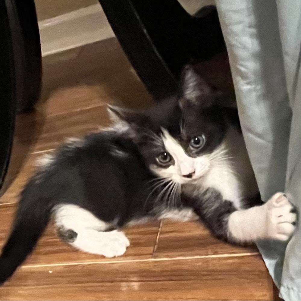 Evania, a Adoptable Domestic Short Hair in Fayetteville, GA image 2/3