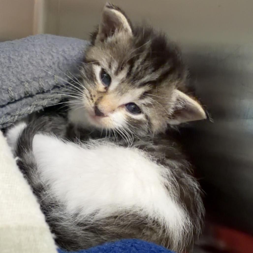 Enlarge Rosie, a Adoptable Domestic Medium Hair in Newport, TN image 2/5
