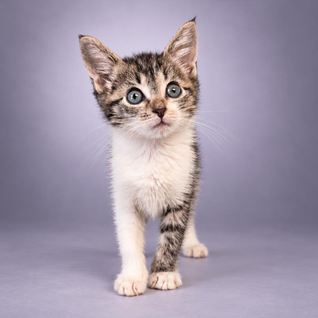 Enlarge Rosie, a Adoptable Domestic Medium Hair in Newport, TN image 3/5