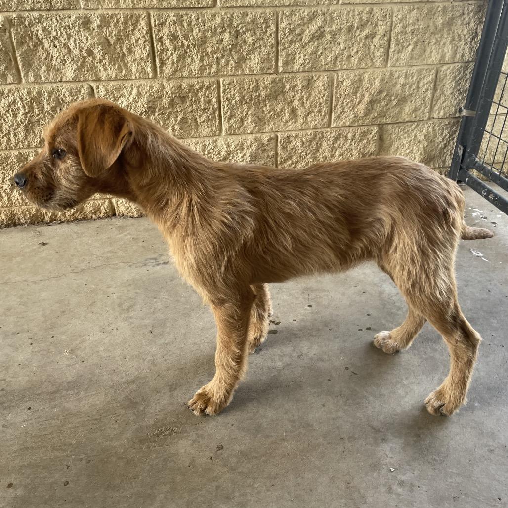 phillip, Adoptable, Puppy Male Irish Terrier & Hound.