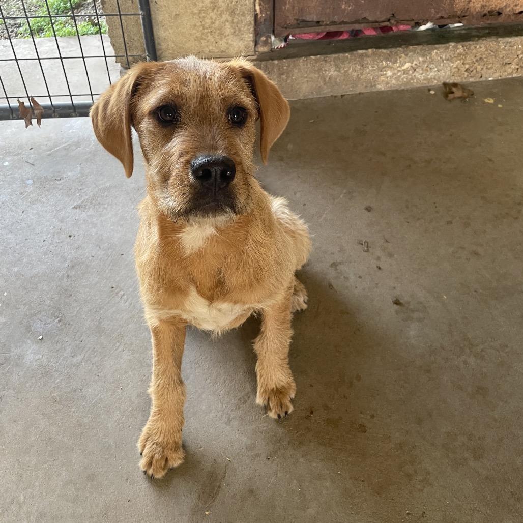 phillip, a Adoptable mixed breed in Stilwell, OK image 2/2