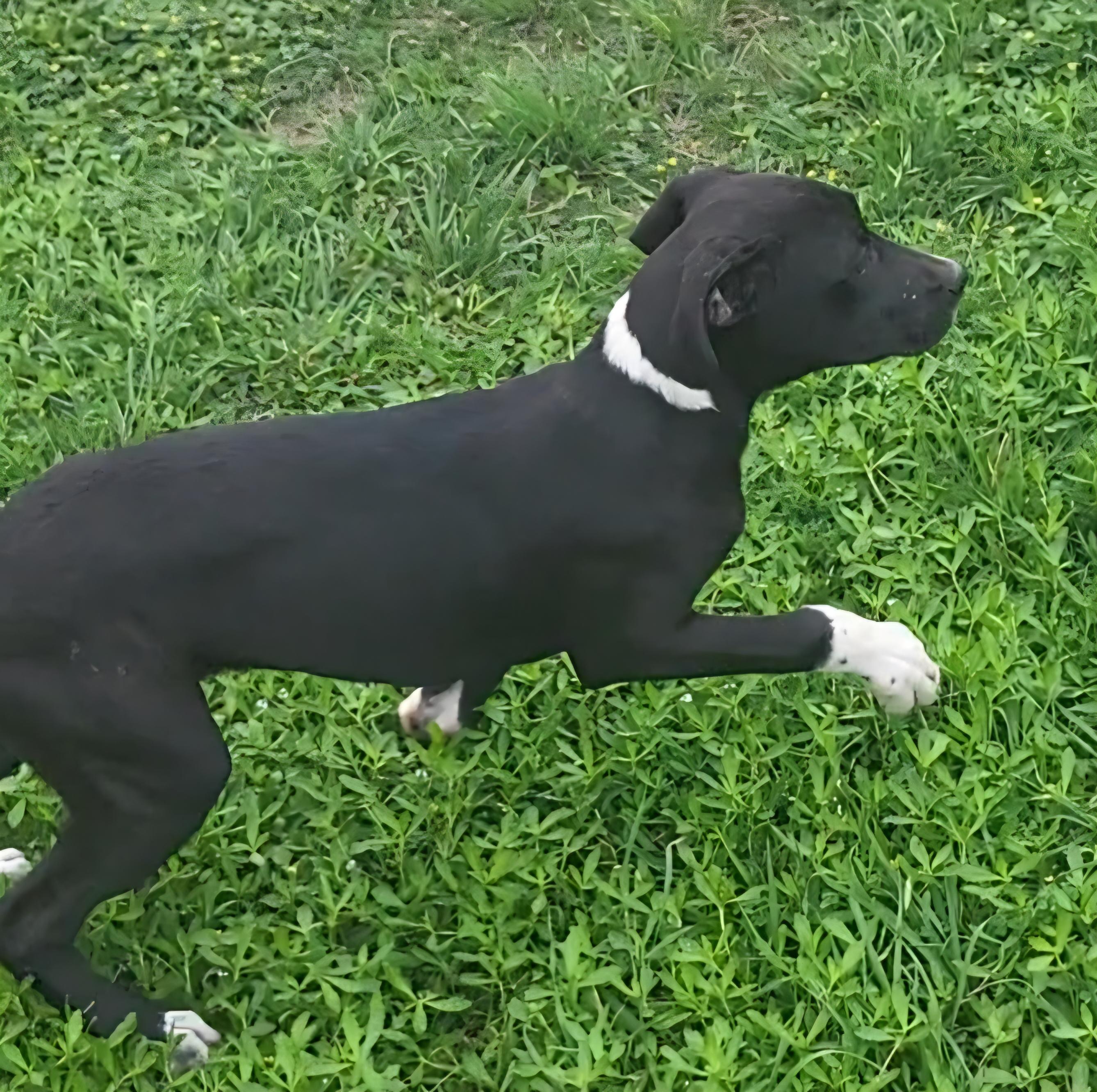 Willow, a ADOPTABLE mixed breed in Rockdale, TX image 2/2