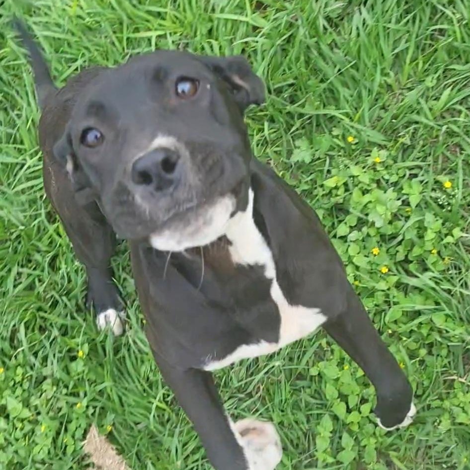 Willow, ADOPTABLE, Young Female Pit Bull Terrier.