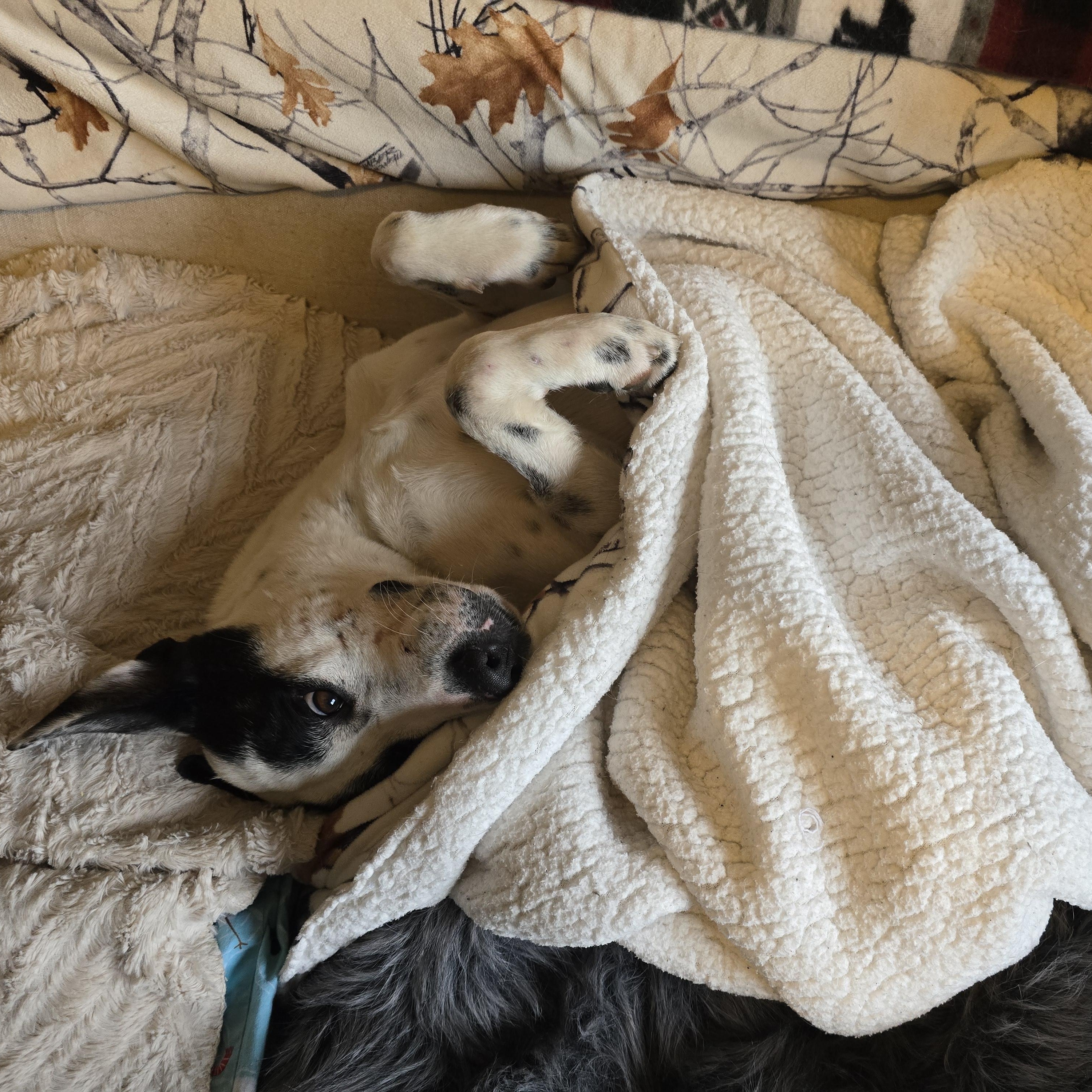 CHARLOTTE, an adopted mixed breed in Lake City, MN image 6/6